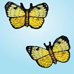 Wrights Buttery Butterfly