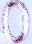 JKM 2" Number 2 (Stick On)