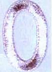 JKM 2" Number 6 (Stick On)