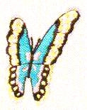 JKM Turquoise Butterfly Applique (Iron On)