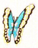 JKM Turquoise Butterfly Applique (Stick On)