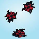 Wrights Small Ladybug
