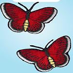 Wrights Small Butterfly