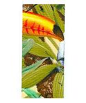 JKM Unwired Tropical Birds 2 Jacquard Print Ribbon