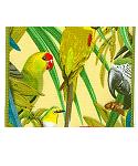 JKM Wire Edge Tropical Birds 2 Jacquard Print Ribbon