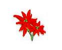 JKM Small Poinsettia Applique (Stick On)